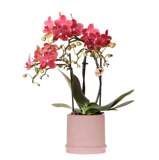Kolibri-Orchideen | Rote Orchidee Kongo + Bali Dekotopf Sand - Topfgröße Ø9cm | blühende Zimmerpflanze – frisch vom Züchter