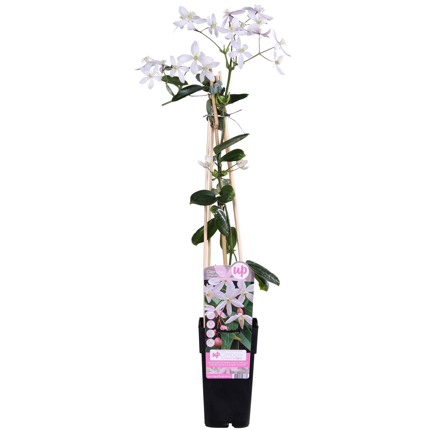 Clematis armandii Apple Blossom - Groenblijvende Clematis Lichtroze - Ø15cm - ↕65cm