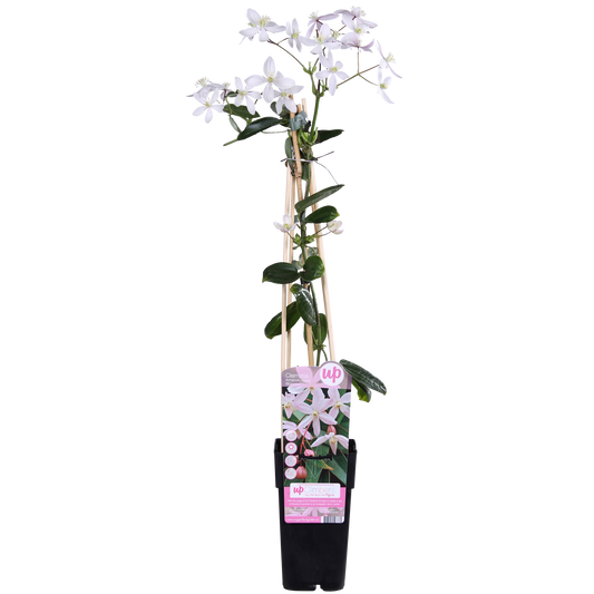 Clematis armandii Apple Blossom - Groenblijvende Clematis Lichtroze - Ø15cm - ↕65cm