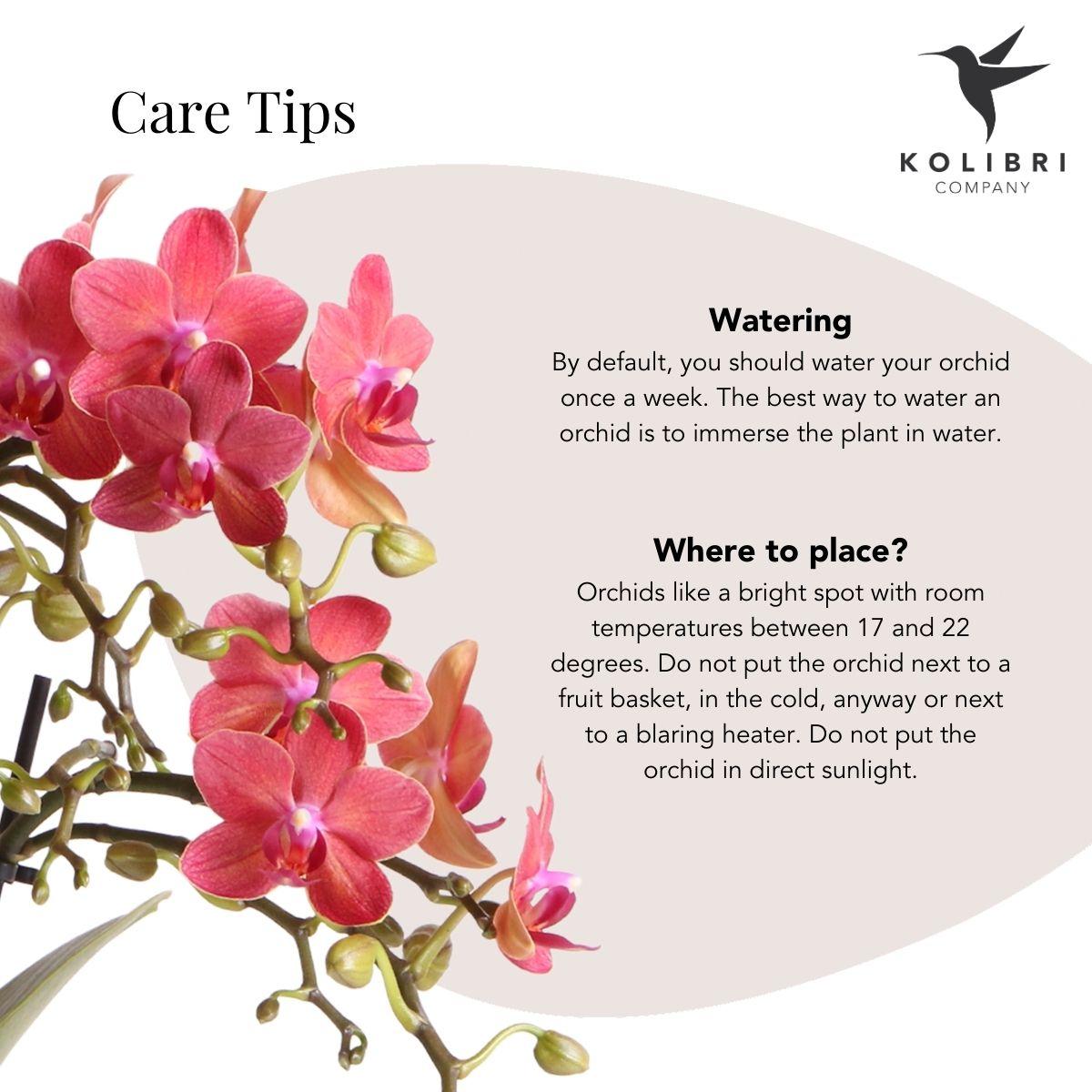 Kolibri-Orchideen | rote Phalaenopsis Orchidee – Congo + Berry Dekotopf – Topfgröße Ø9cm | blühende Zimmerpflanze im Blumentopf – frisch vom Züchter